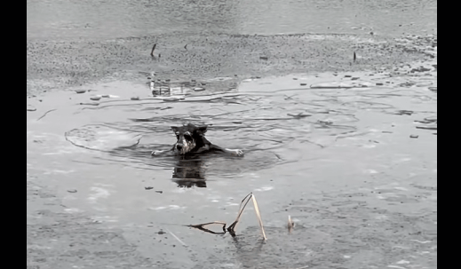 This Puppy’s Life Changed Forever. Watch Why. M3627