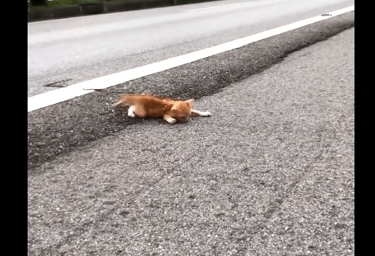 From Helpless to Happy: A Kitten’s Amazing Rescue M3717